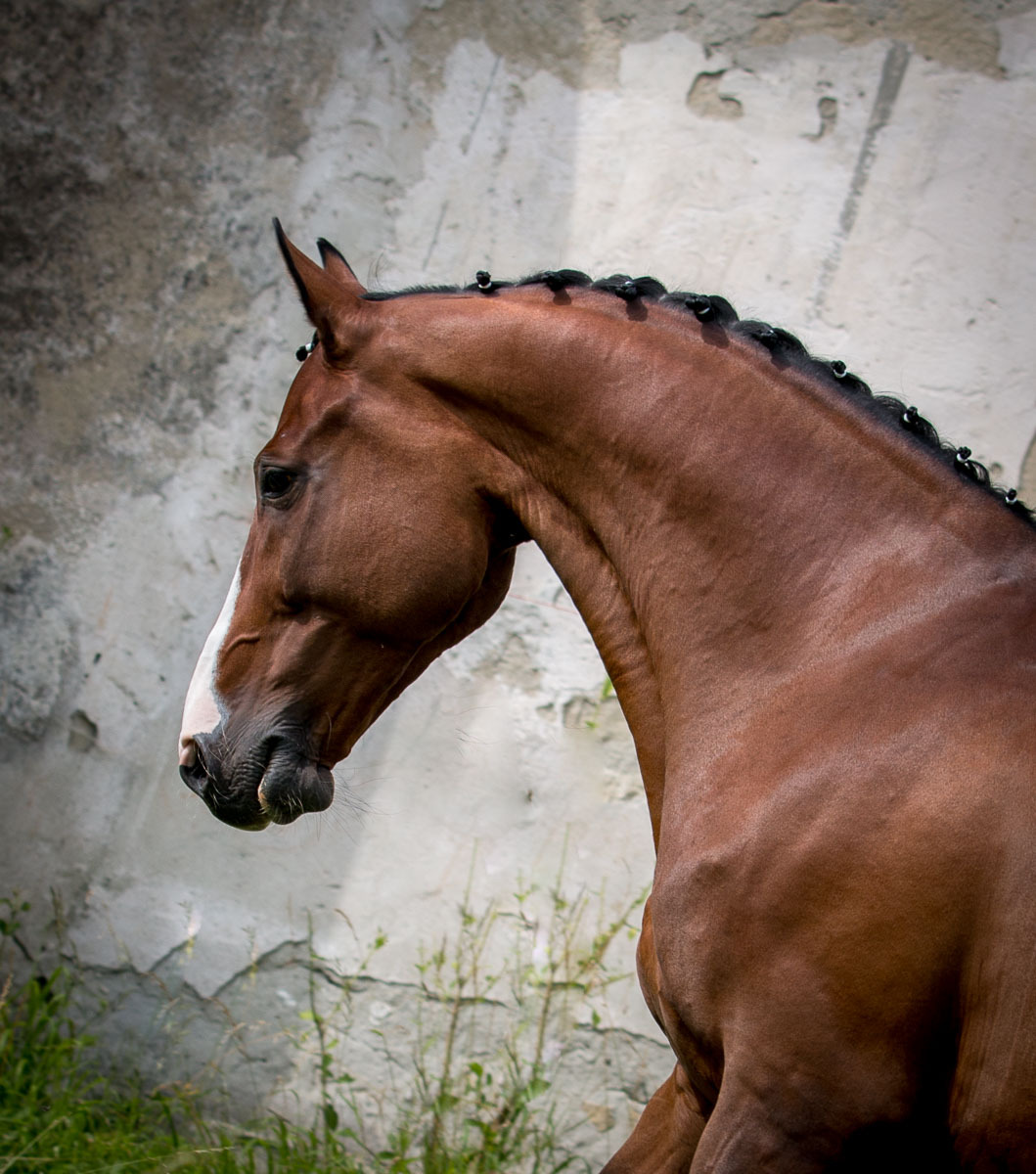 equine photographer